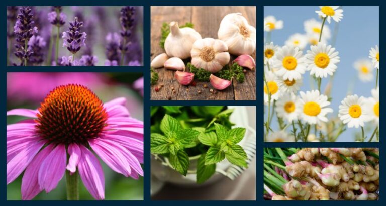 15 fantastic Herbs With Medicinal Properties